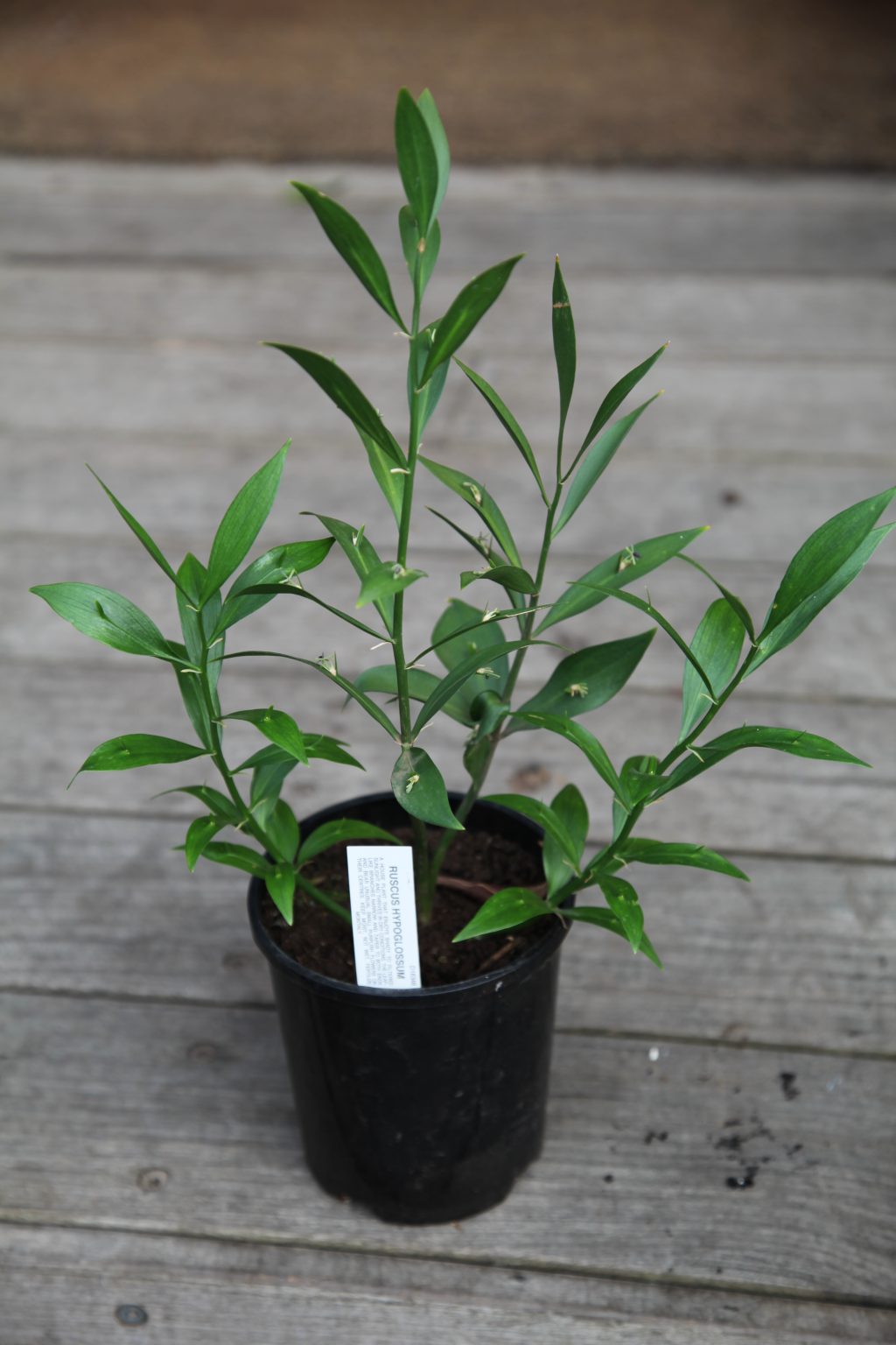 Ruscus hypoglossum 20cm Melbourne Plant Nursery