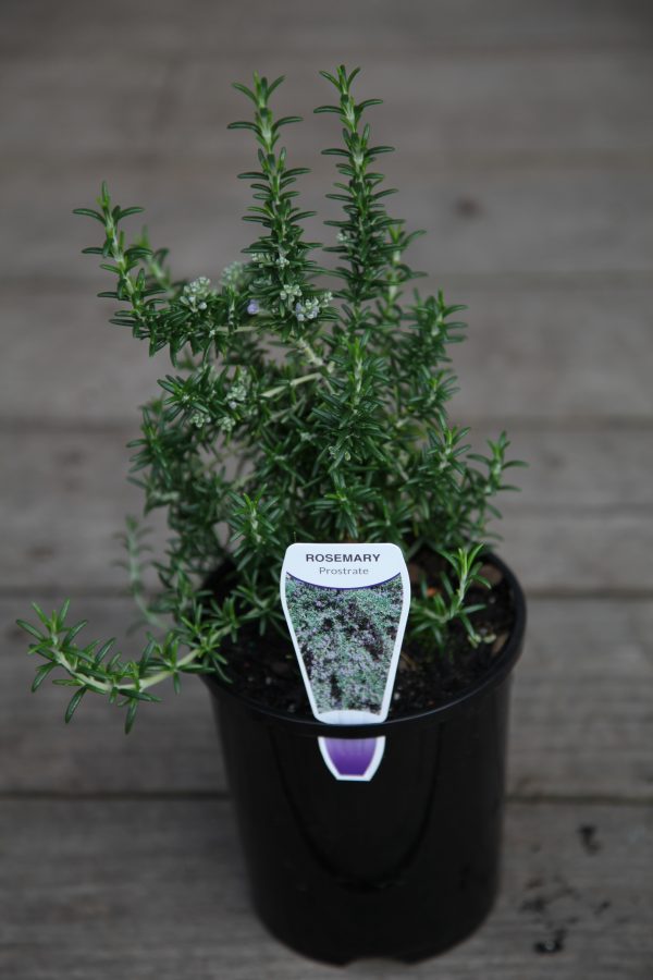 Prostrate Rosemary