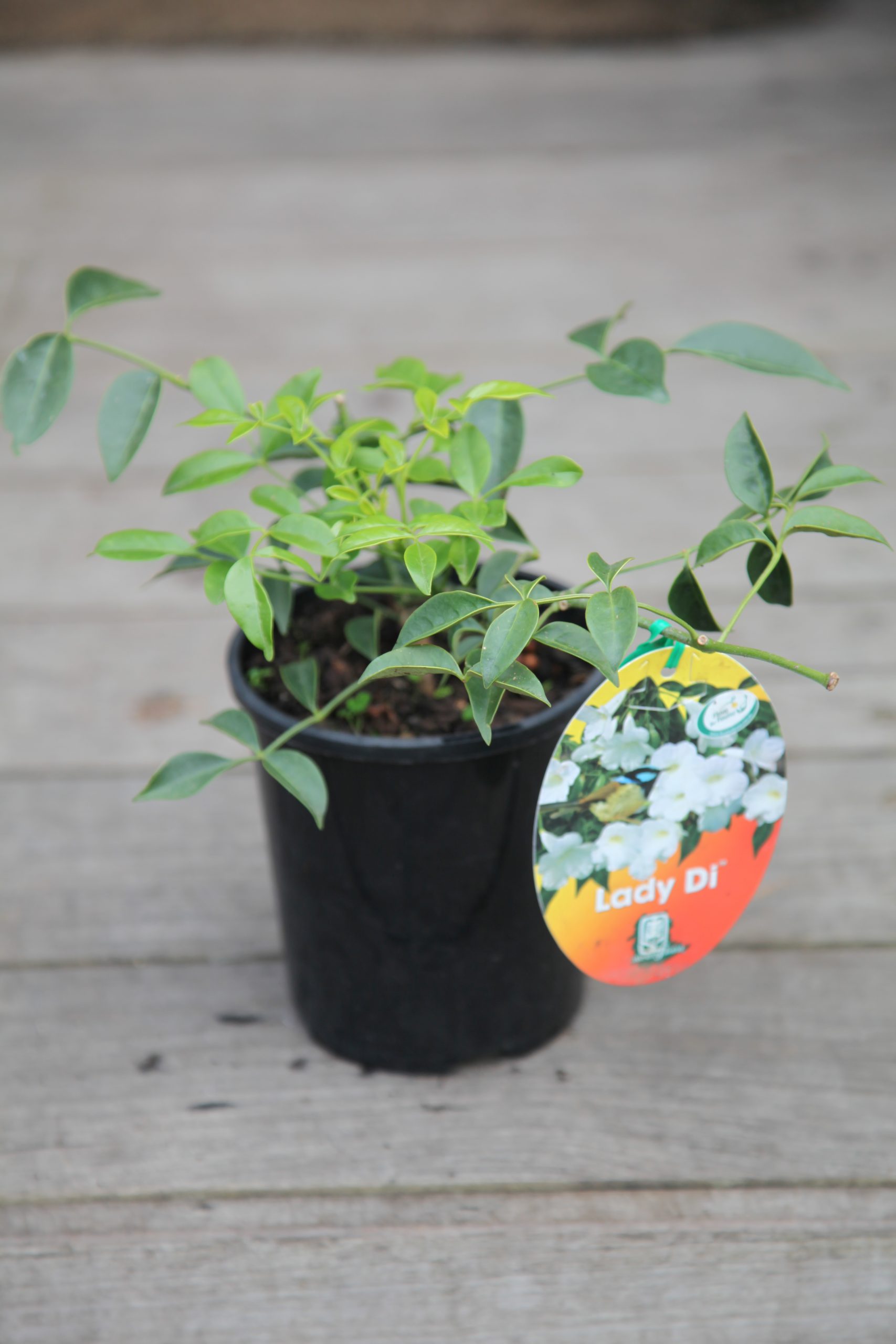 Pandorea Lady Di 14cm The Tree Shop