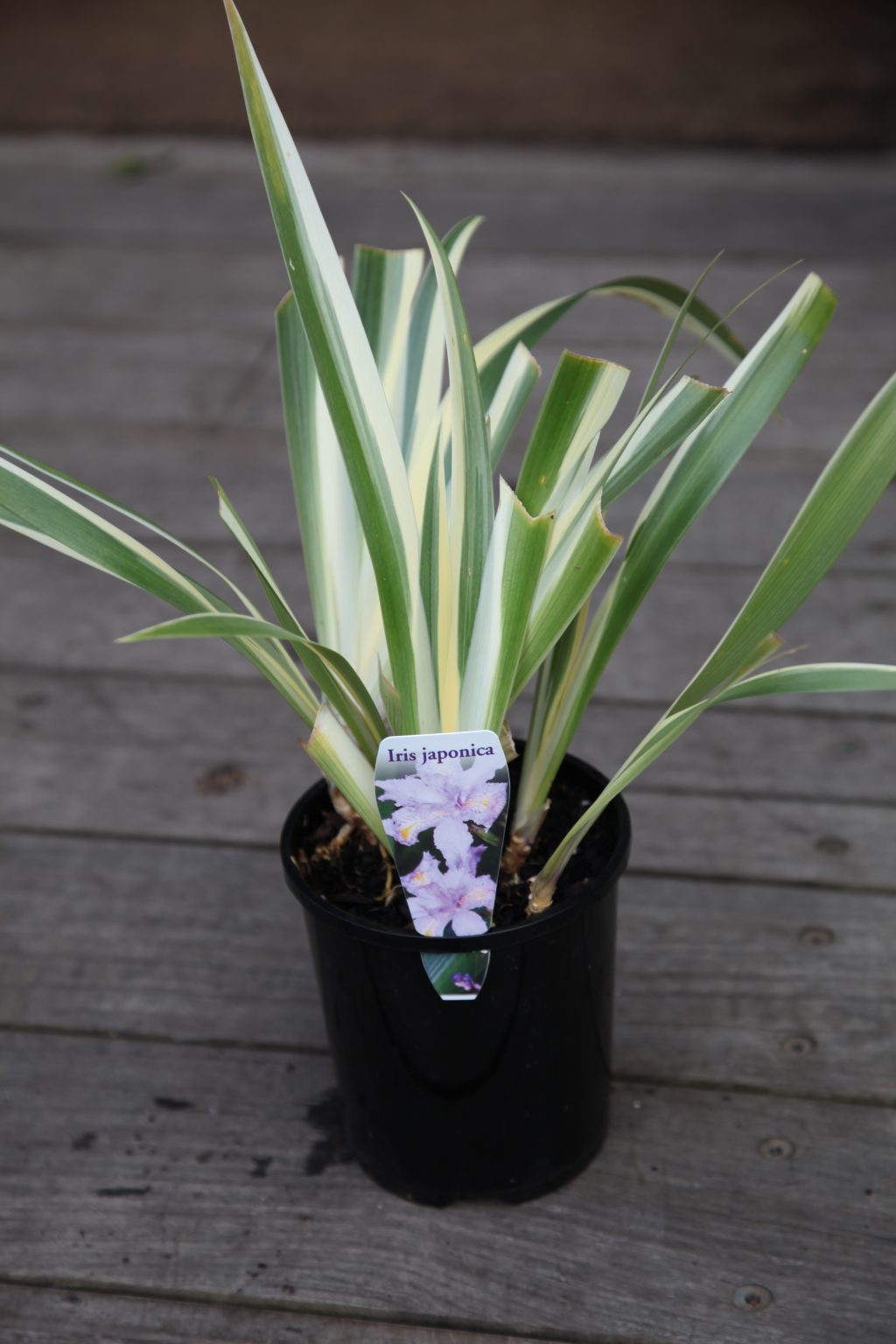 Iris japonica Variegated 14cm Buy Plants Online