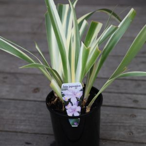 Iris japonica Variegated