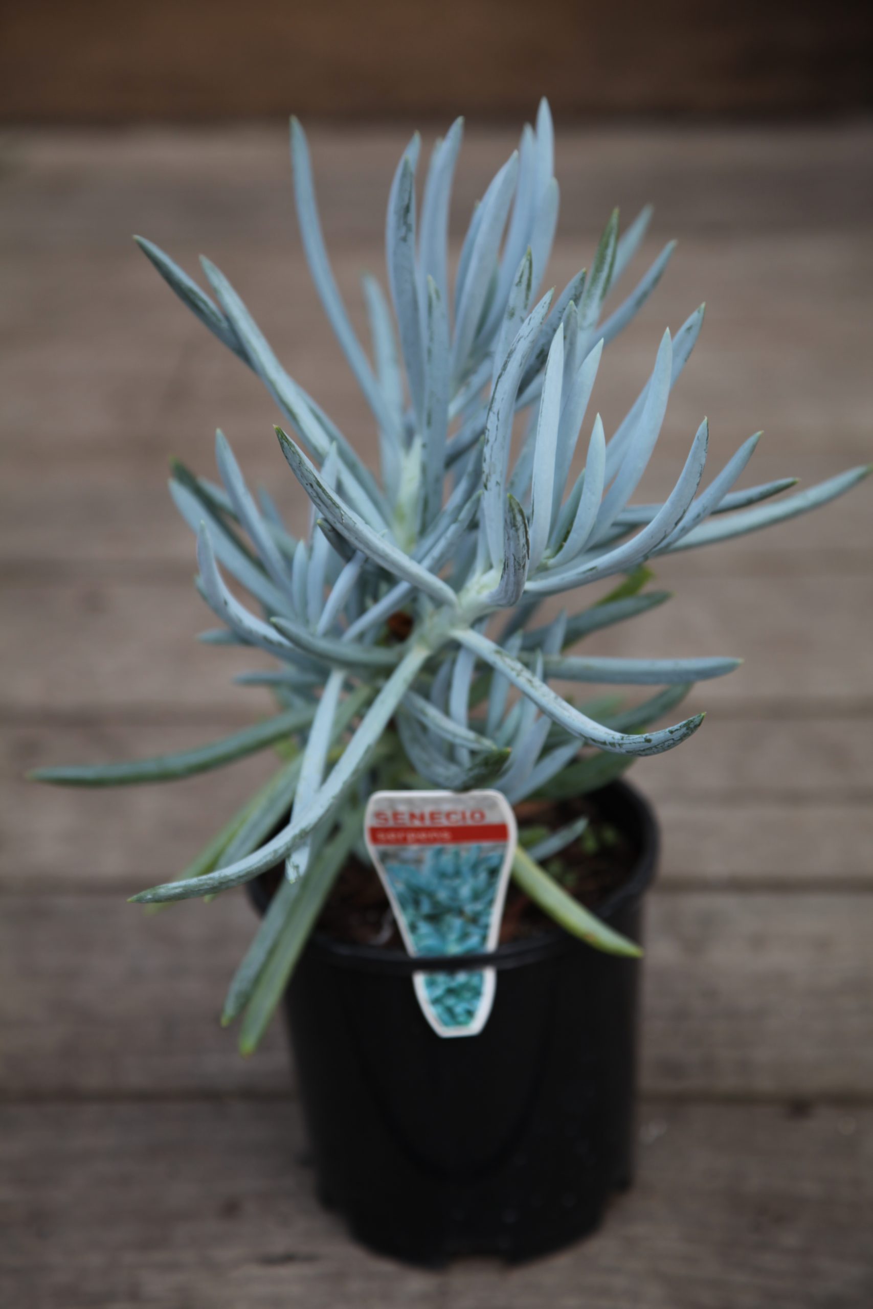 Senecio Blue Chalk Sticks Melbourne Plant Nursery