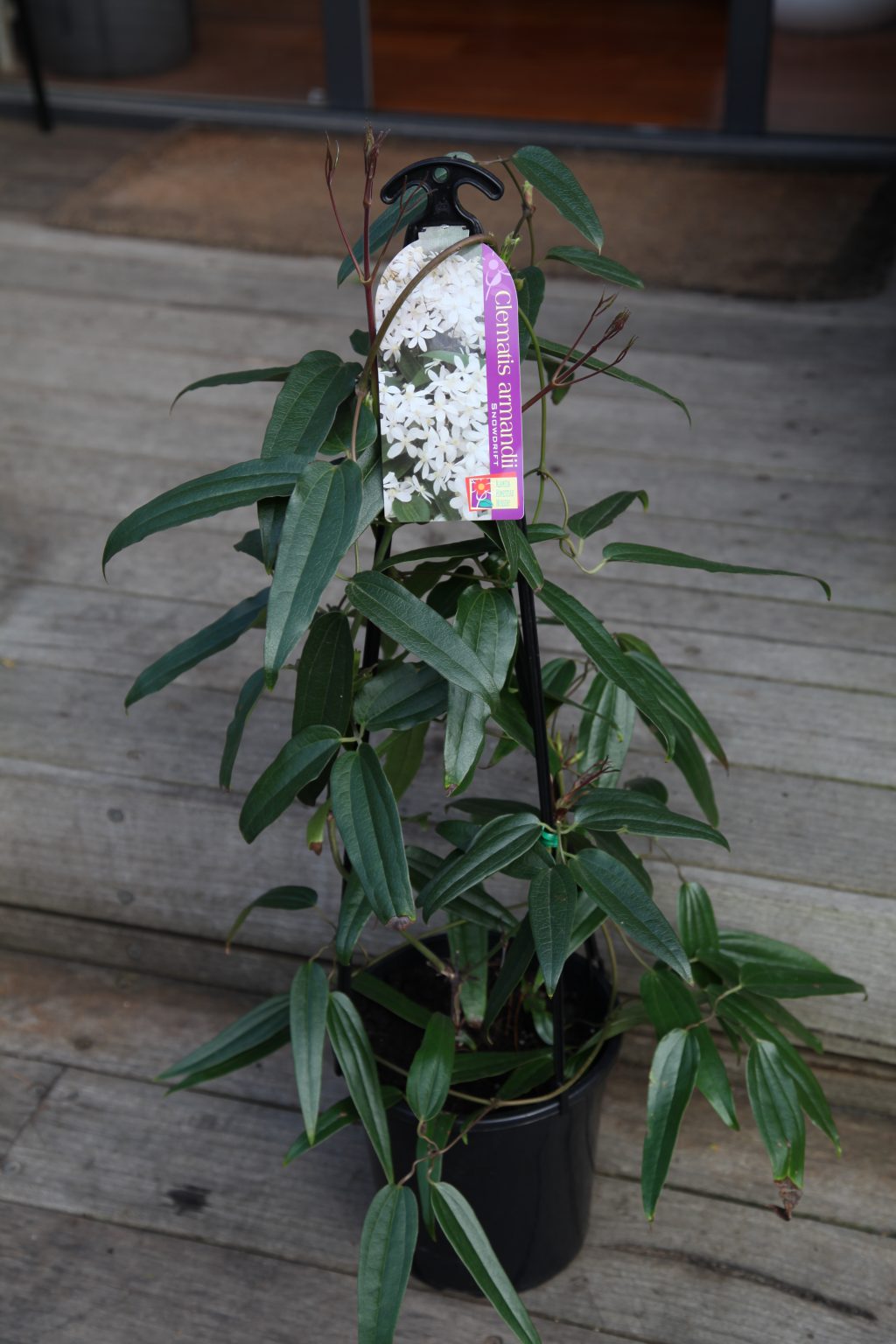 Clematis Snowdrift 20cm Buy plants online Melbourne