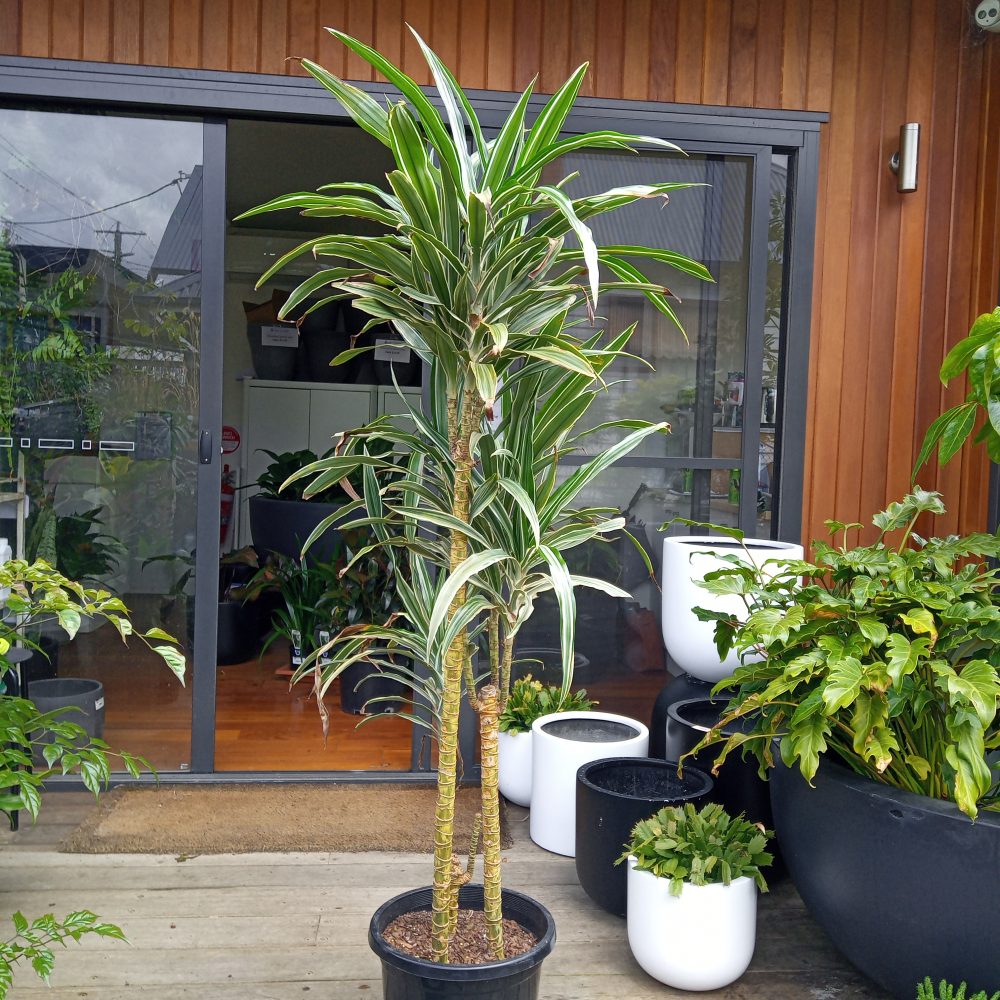Kentia Palms for Sale Melbourne Plant Nursery