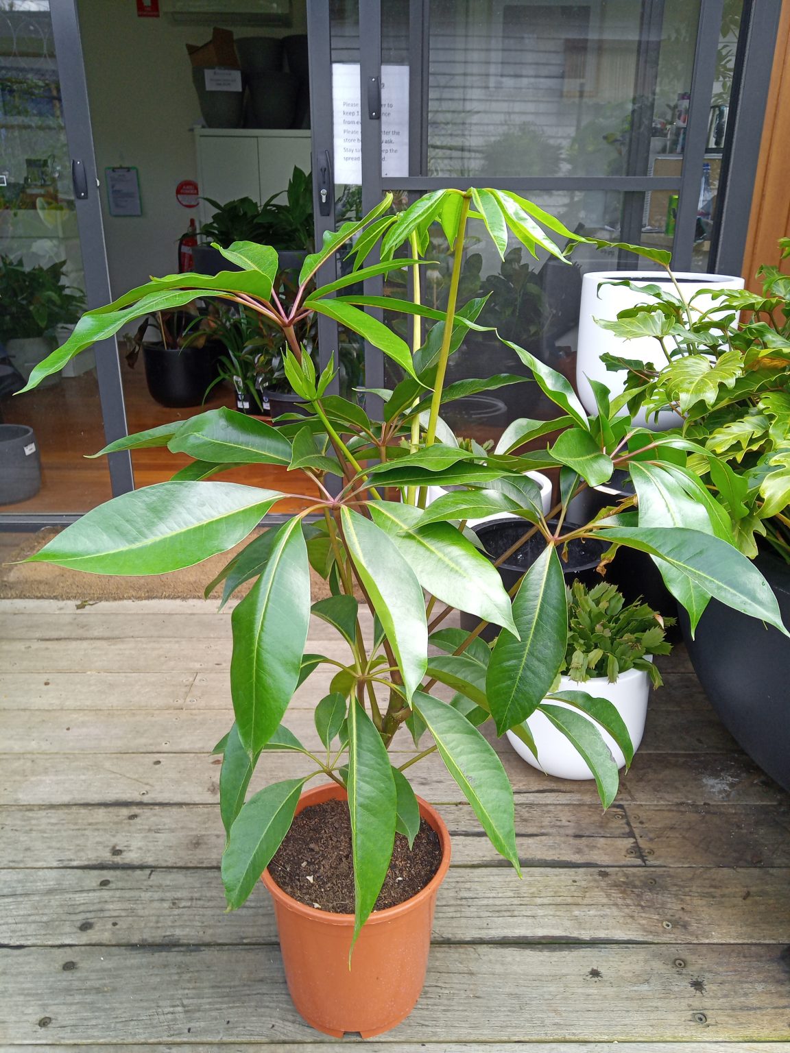 Schefflera Amate, 24cm Melbourne Plant Nursery