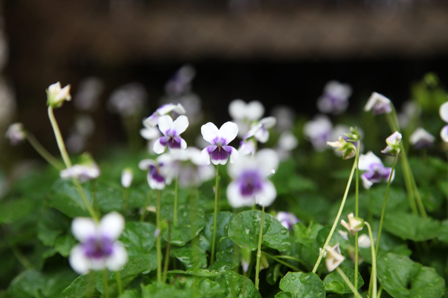 Viola hederacea Melbourne Plant Nursery