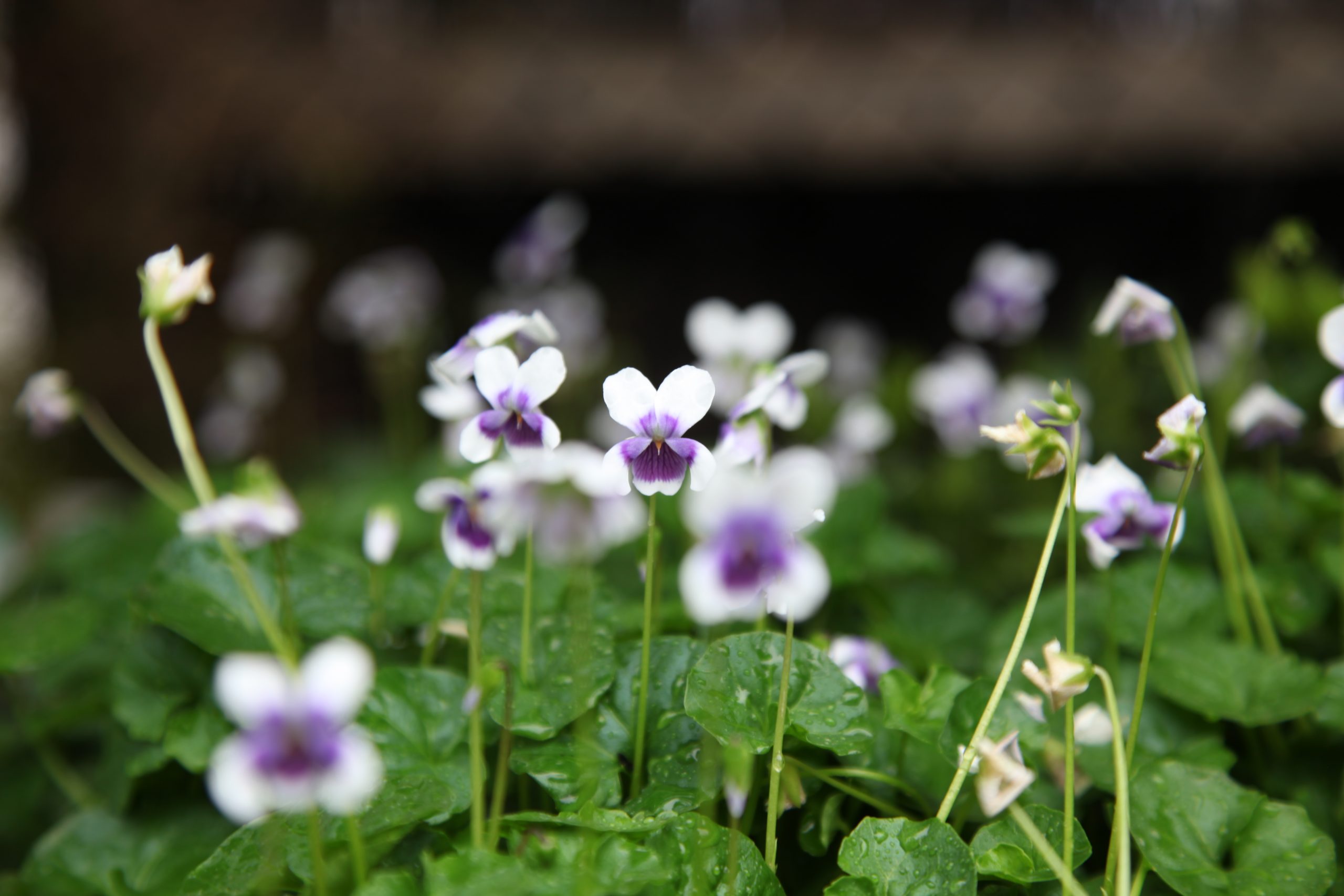 Viola hederacea Melbourne Plant Nursery