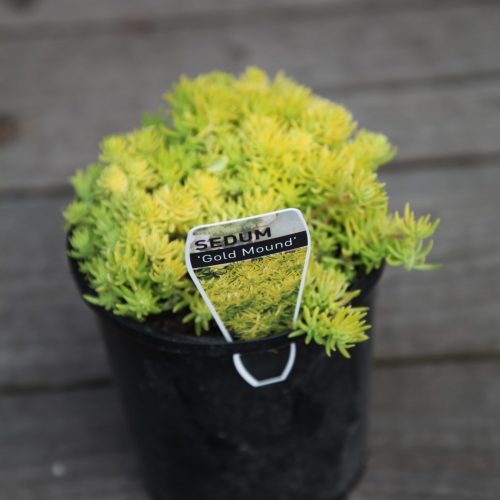 Prostrate Rosemary Online Plant Nursery