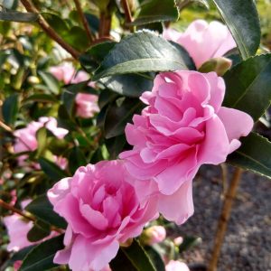 Camellia With Love