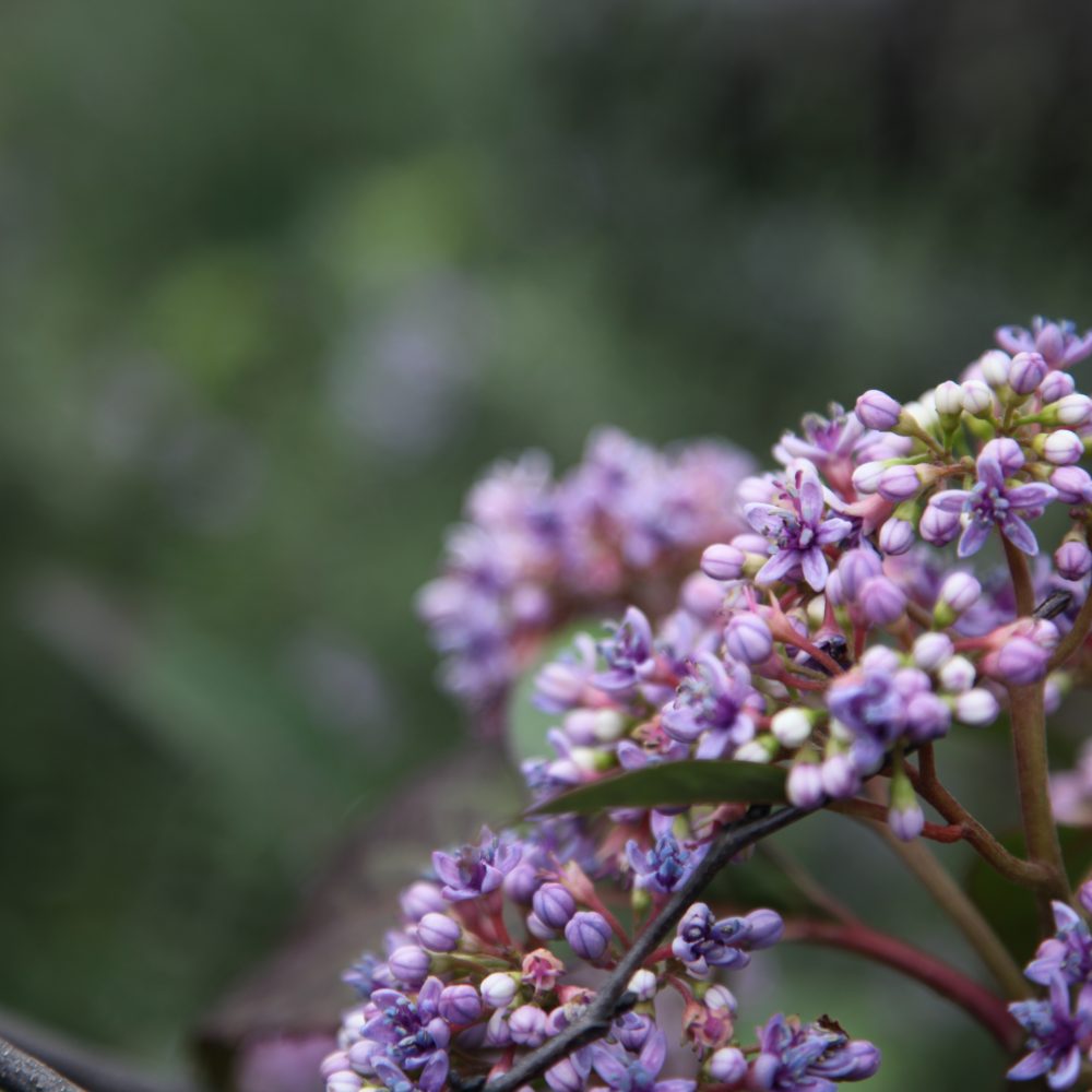 Clematis Snowdrift 20cm Buy plants online Melbourne