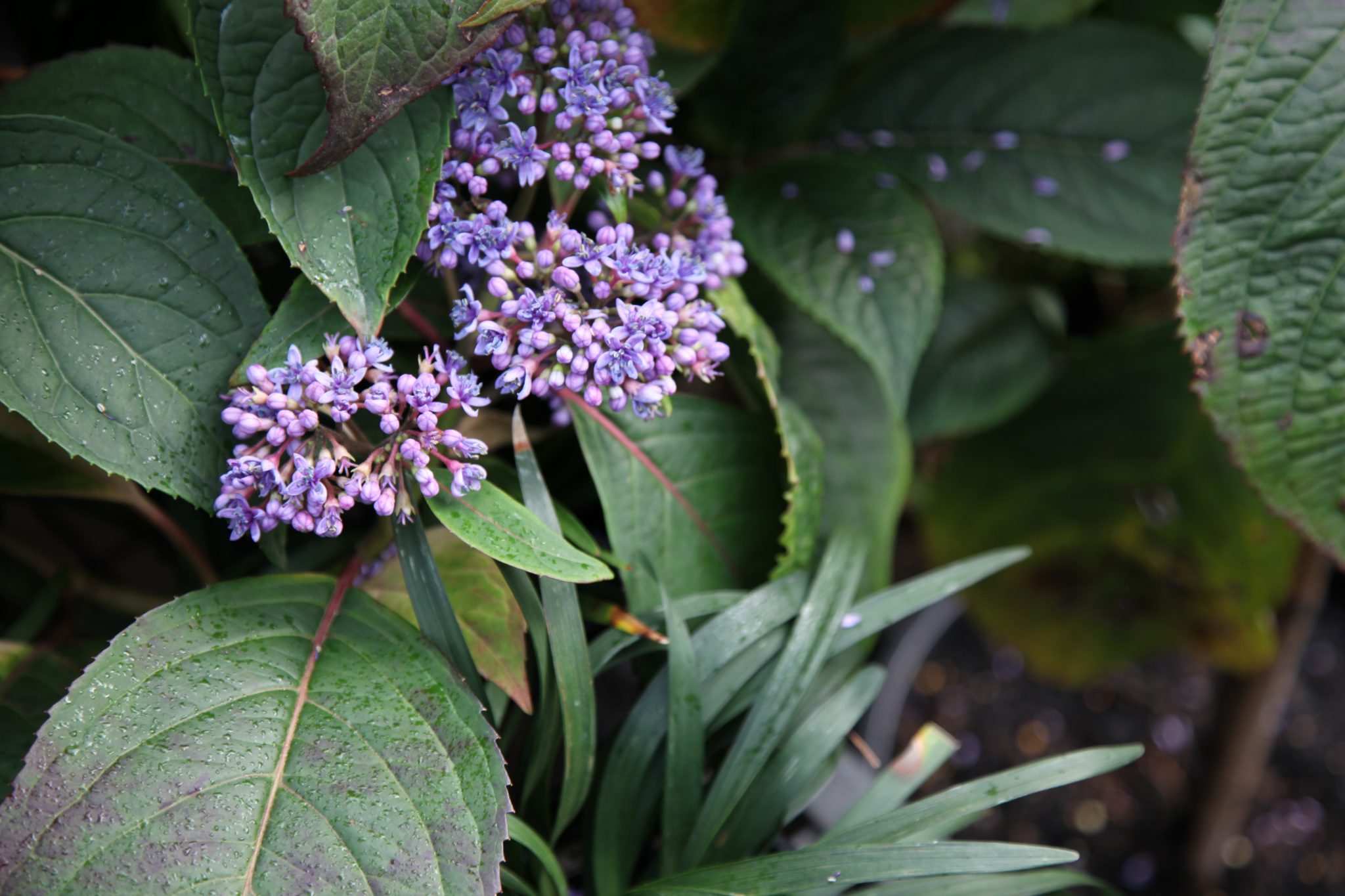Dichroa Evergreen Hydrangea 20cm The Tree Shop