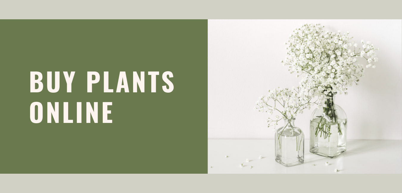 Buy Plants Online