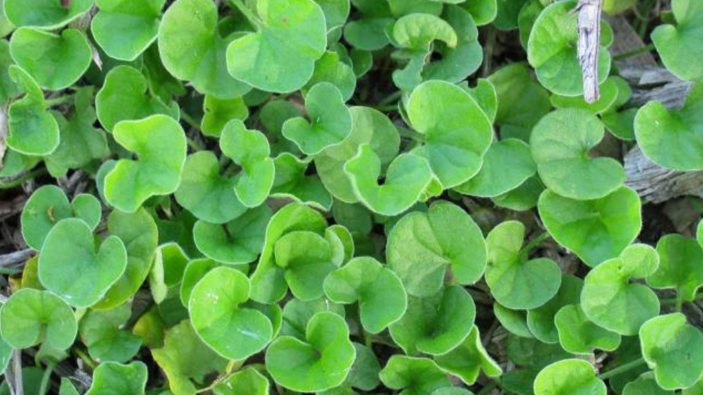 Ground Cover Plants, Ground Cover Plants List