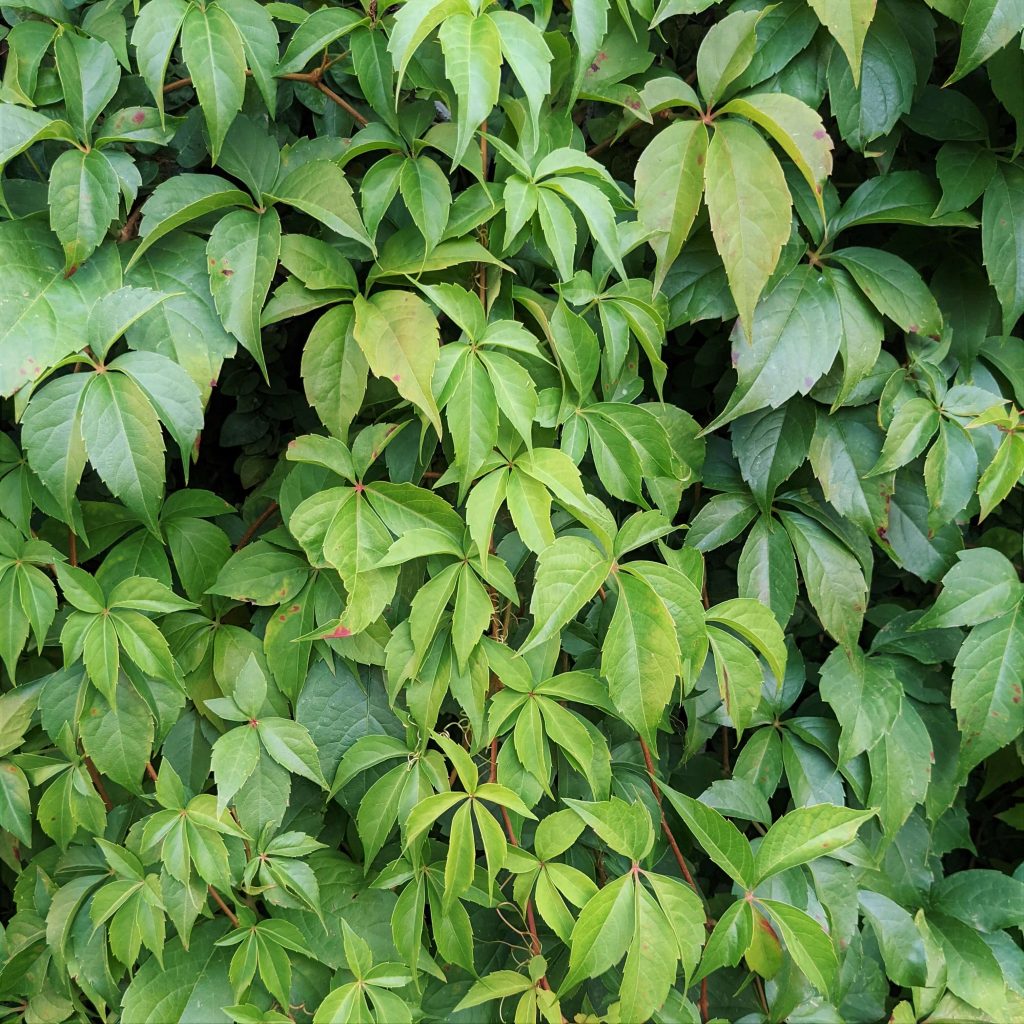 Parthenocissus quinquefolia – Virginia Creeper