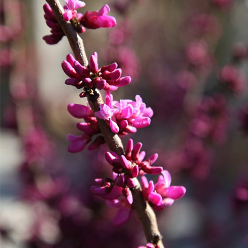 albert park nursery australia