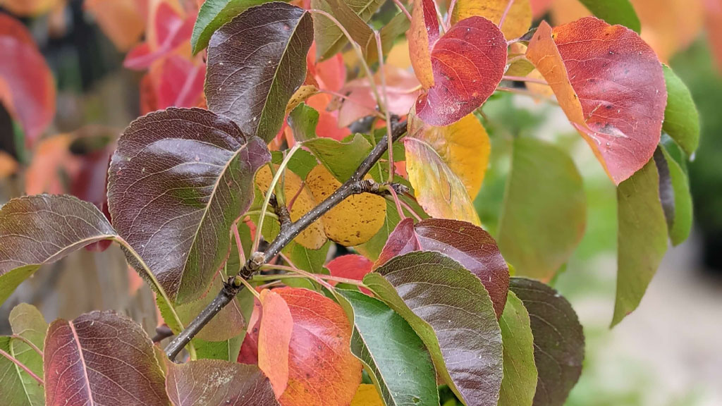 pyrus calleryana - ornamental pear trees