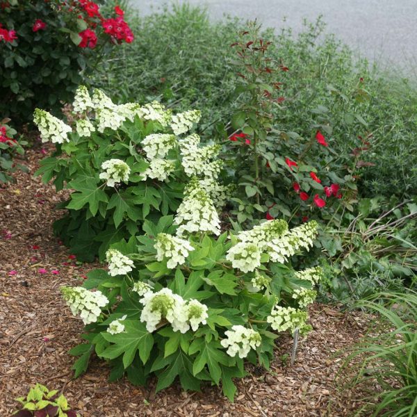 Hydrangea Munchkin