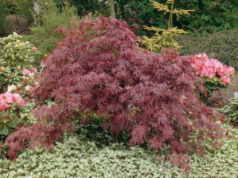 Acer palmatum - var. dissectum `Inaba-shidare' AGM- underplanted with Lamium maculatum Beacon Silver