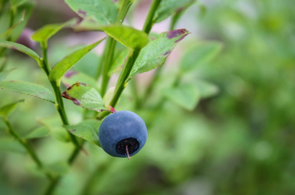 planting blueberries