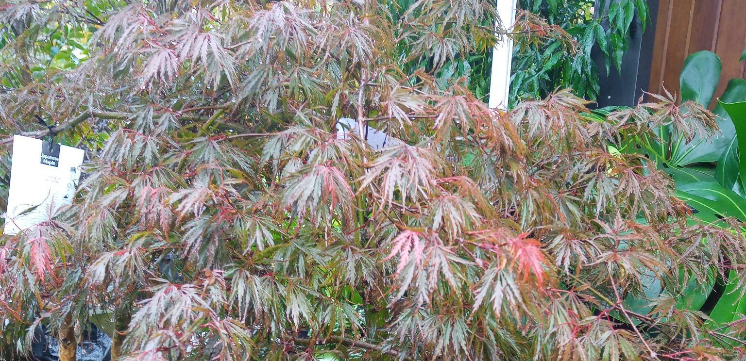 Growing Japanese Maples in Your Garden