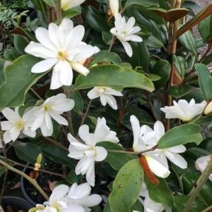 michelia 'inspiration'