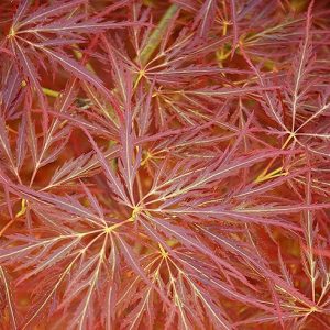 acer oornatum weeping maple