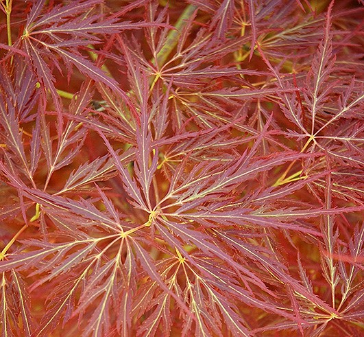 acer oornatum weeping maple