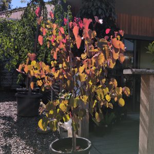 Cercis merlot