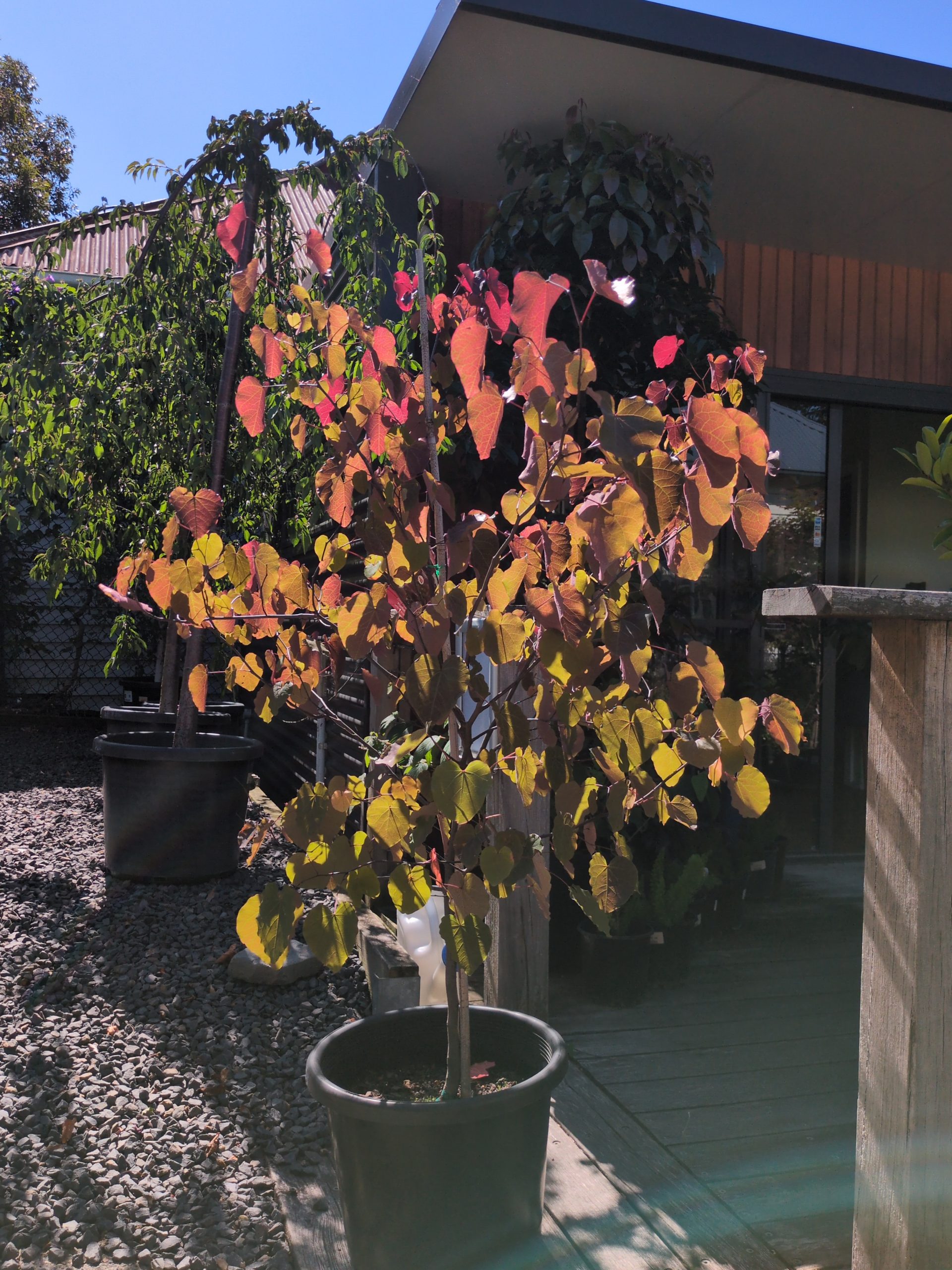 Cercis merlot