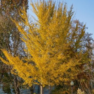 ginkgo blagon fanfare