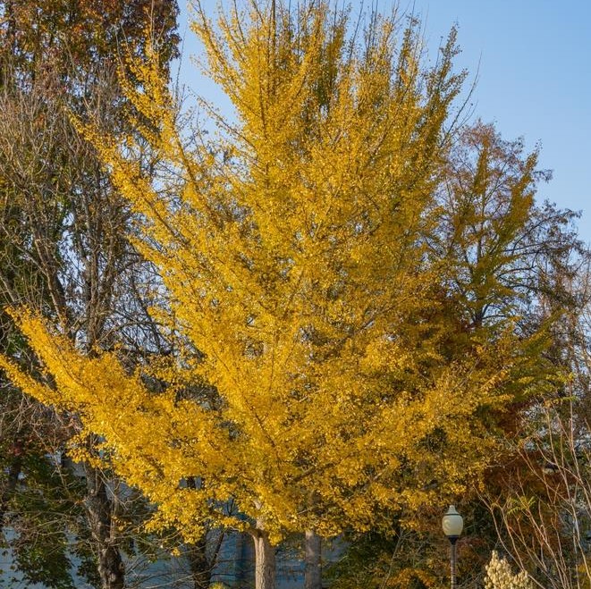 ginkgo blagon fanfare