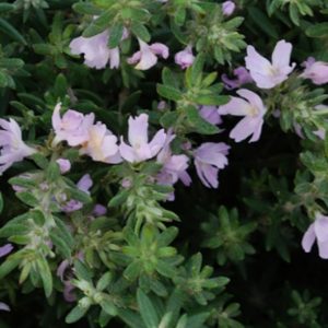 westringia aussie box