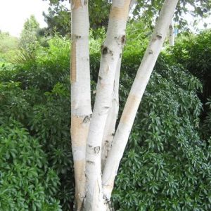 Betula Moss White