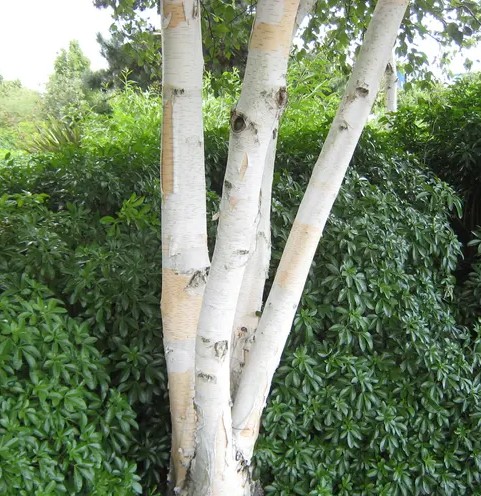Betula Moss White
