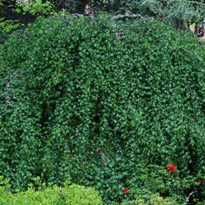 Betula pendula ‘Youngii’