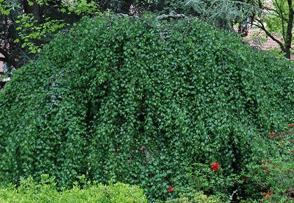 Betula pendula ‘Youngii’