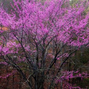 Cercis oklahoma