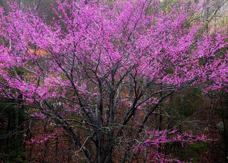 Cercis oklahoma