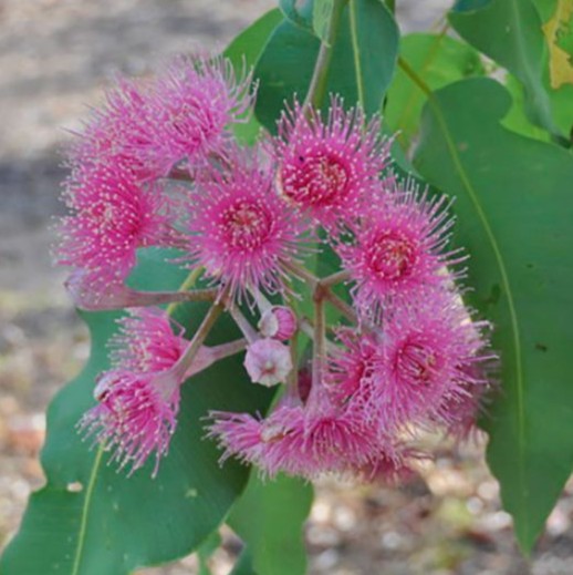 Corymbia Precious