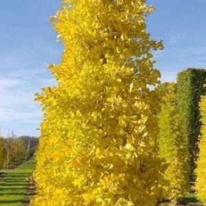 Ginkgo lemon lime spire