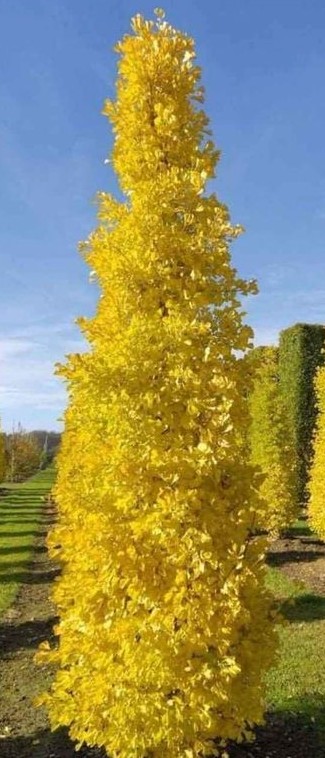 Ginkgo lemon lime spire