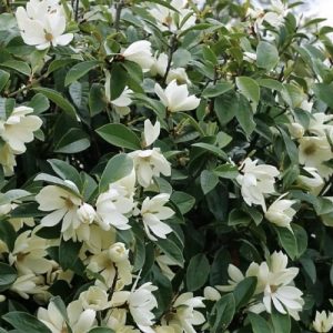 Michelia fairy white