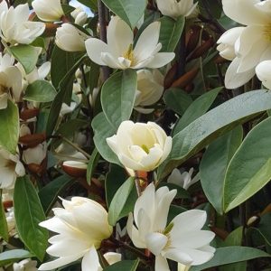 Michelia Princess cinderella