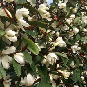 Michelia fairy cream