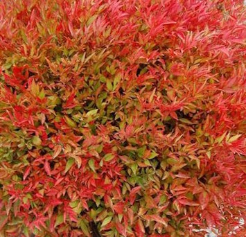Nandina Moon Bay
