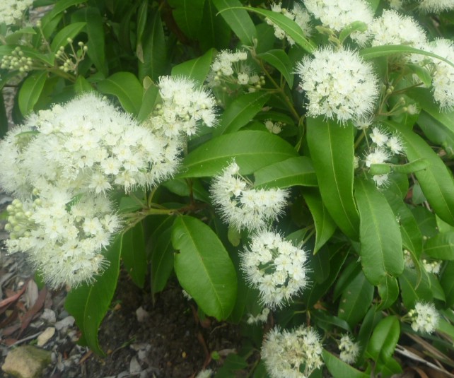 backhousia-citriodora