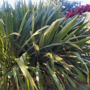 doryanthes-palmerii