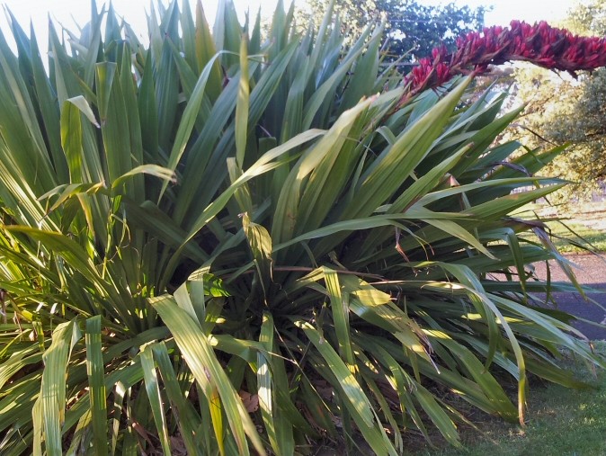 doryanthes-palmerii