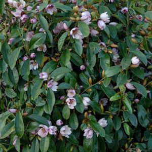 michelia fairy blush