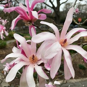 Magnolia Rosea